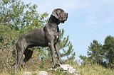 DOGUE ALLEMAND 001